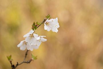 Blossom by Mireille Breen