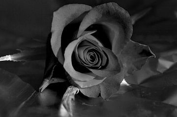 Roos in zwart-wit van Gera Wijlens