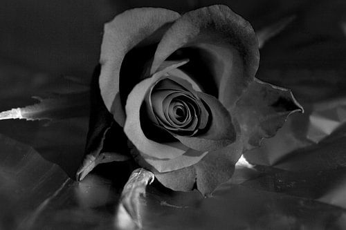 Rose in black and white