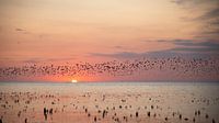 Les oiseaux survolent les vasières frisons au coucher du soleil par Barbara Brolsma Aperçu