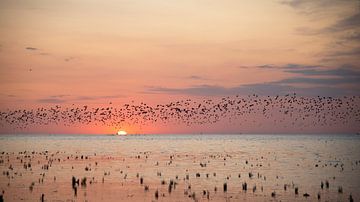 Vögel fliegen bei Sonnenuntergang über die friesischen Wattgebiete. von Barbara Brolsma