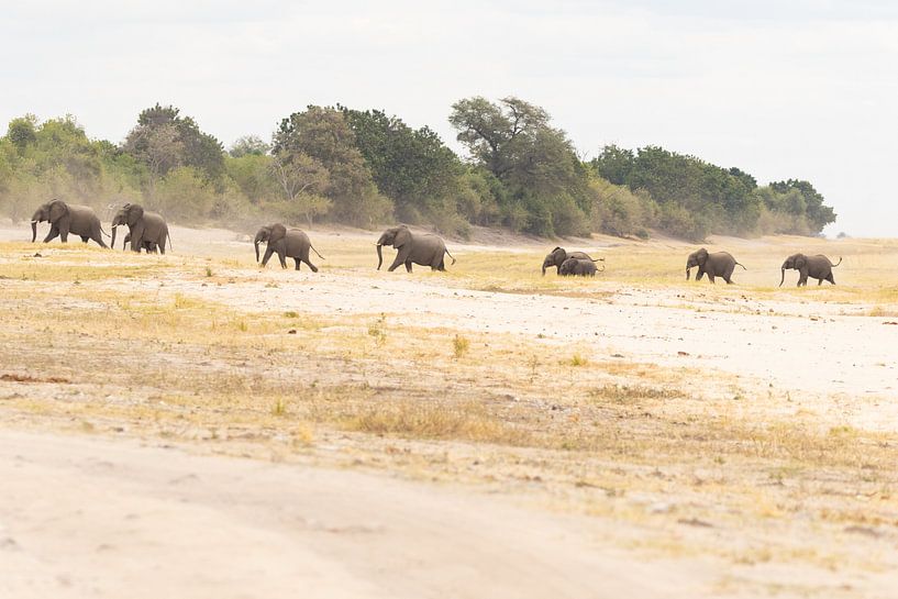 Elephant herd by GoWildGoNaturepictures