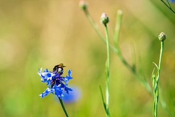 Biene glücklich auf Blume von Jefry Deuze