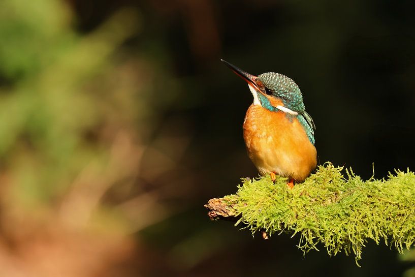 Sunbathing kingfisher by Daniëlle Eibrink Jansen