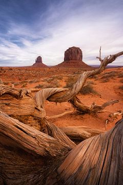 Hout in Monument Valley
