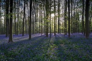Sonnenstrahlen erhellen den Wald