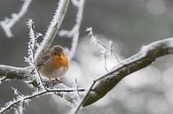 Roodborstje op winterse dag van Simone Meijer thumbnail