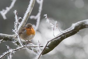 Roodborstje op winterse dag