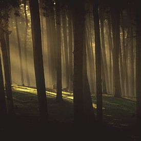 lever du soleil dans les bois sombres sur Mark Zanderink