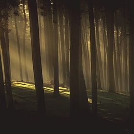 Sonnenaufgang im Dunkel der Wälder von Mark Zanderink