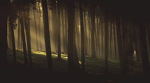 lever du soleil dans les bois sombres