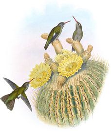 Dusky Humming-Bird, John Gould by Hummingbirds