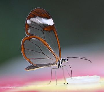 Glasvleugel Vlinder van Ingrid Ronde
