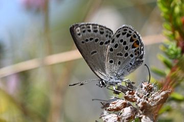 Vlinder Veenbesblauwtje van SchoutenFoto