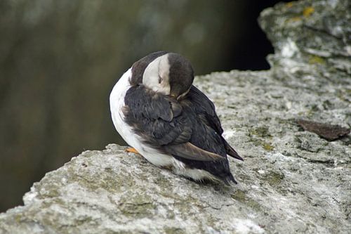 Papegaaiduikers op het eiland Skellig Michael in Ierland