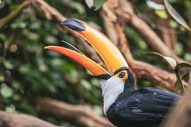 Toucan eats a nut by Eline Huizenga
