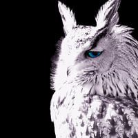 White Owl
