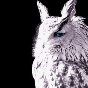 White Owl