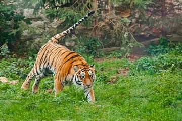 Tijger op groen, staart steekt uit. Jonge mooie tijger springt behendig op groen gras, een beest in 