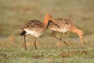 Pair of black-tailed godwit forages in the meadow by Natuurfotografie_simoneopdam thumbnail