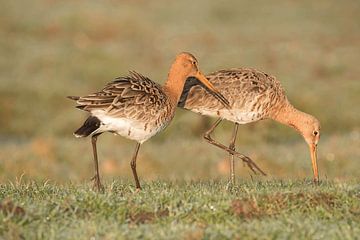 Gruttopaar foerageert in het weiland van Natuurfotografie_simoneopdam