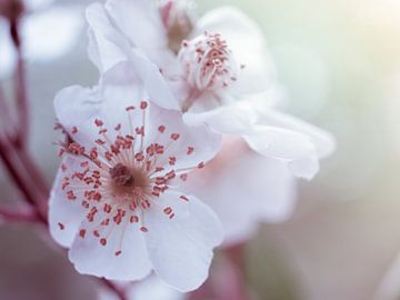White Pink Blossom Flower in Closeup Macro by Art By Dominic