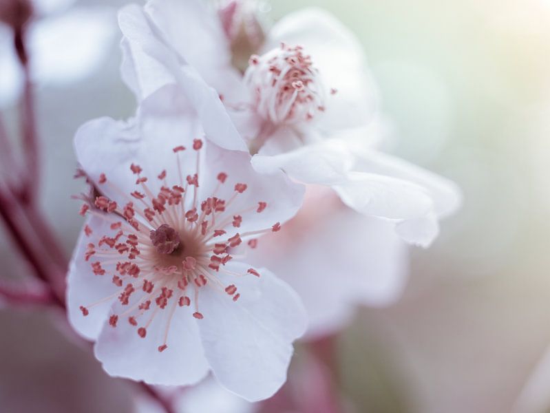 Wit Roze Bloesem Bloem in Close-up Macro van Art By Dominic