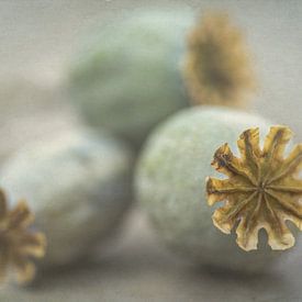 Papaver van Diana Mieras