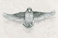 Vliegende papegaai potloodtekening van Bianca Wisseloo thumbnail