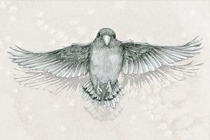Vliegende papegaai potloodtekening van Bianca Wisseloo