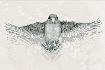 Fliegender Papagei Bleistiftzeichnung von Bianca Wisseloo