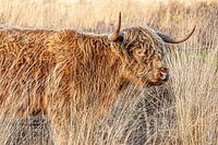 Scottish Highlander