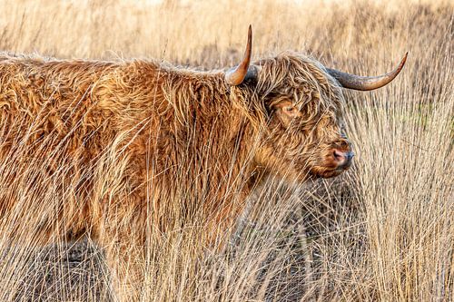 Schottischer Highlander