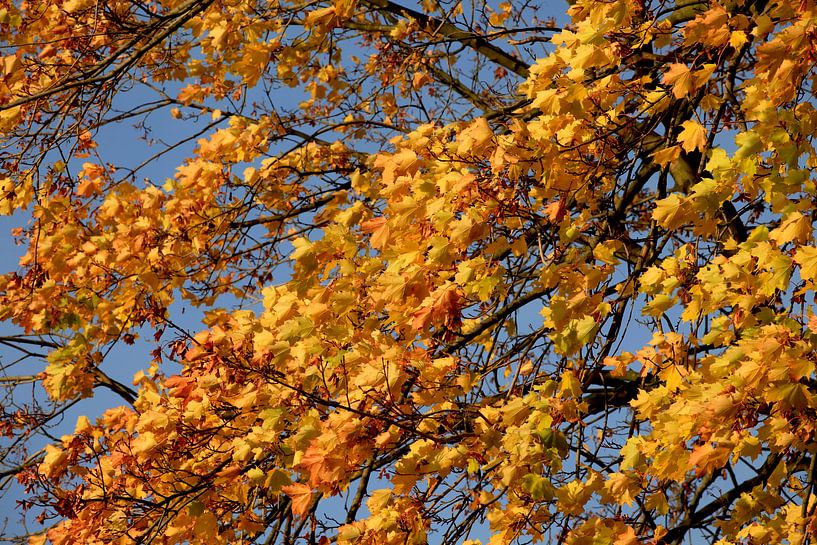 Ahorn von Thomas Jäger