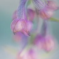 Orchidee