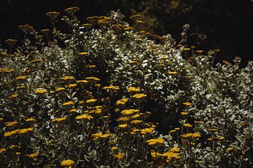 Bloemenpracht in Kirstenbosch Kaapstad | Reisfotografie | Zuid-Afrika van Sanne Dost