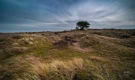 The lonely tree by Martien Hoogebeen Fotografie