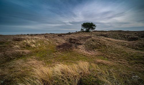 L'arbre solitaire