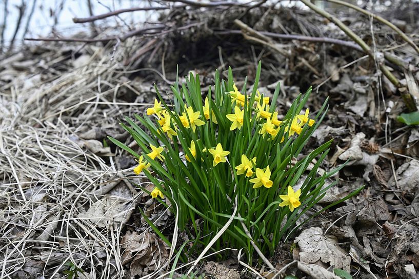 Osterglocken im Frühling von Dieter Stahl