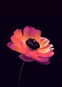 Roze Ranunculus-1