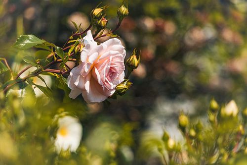 Struikroos Bokeh