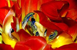 papageientulpe van Vera Kämpfe