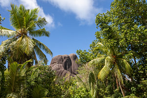 Palmen vor dem Giant Union Rock auf La Digue (Seychellen)
