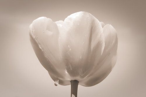 Tulpe mit Karamellfarbe