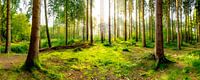 Wald Panorama bei Sonnenaufgang