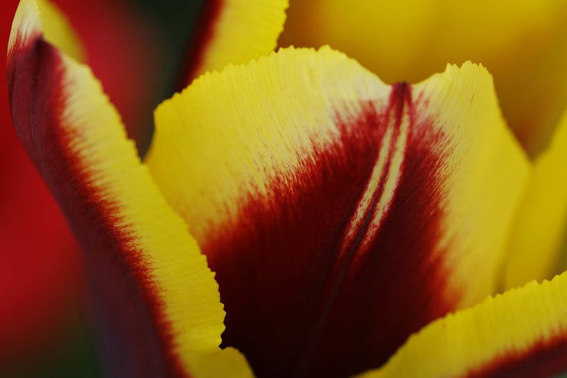 Tulpe von Roswitha Lorz