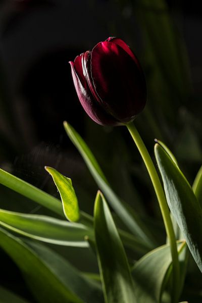Tulpe von Geert-Jan Timmermans
