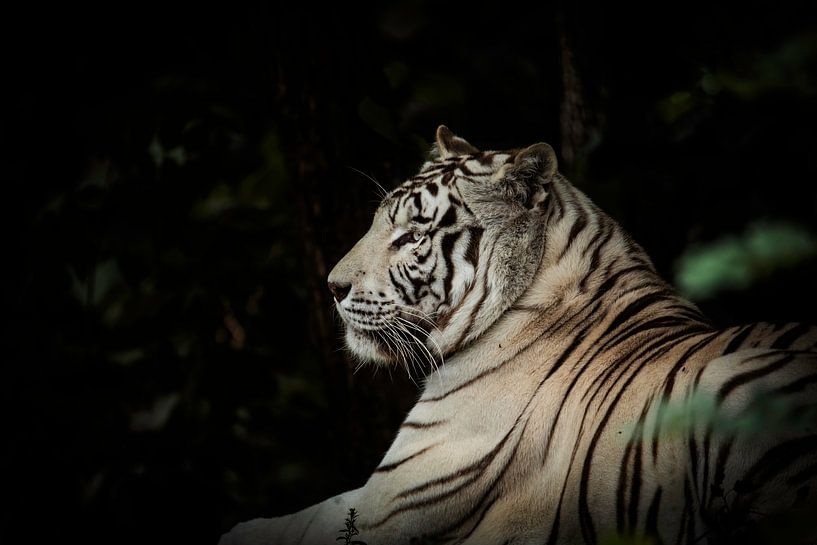 White tiger by Design Wall Arts