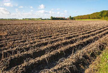 Aardappelakker kort voor de oogst, Goeree-Overflakkee van Ruud Morijn