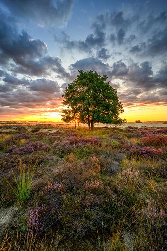 De Hollandse Heide, in vuur en vlam